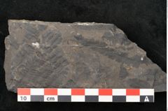 Foto (Detailansicht) von Cyatheites schlotheimii St. (NHMW-GEO-2024-0188-10837)